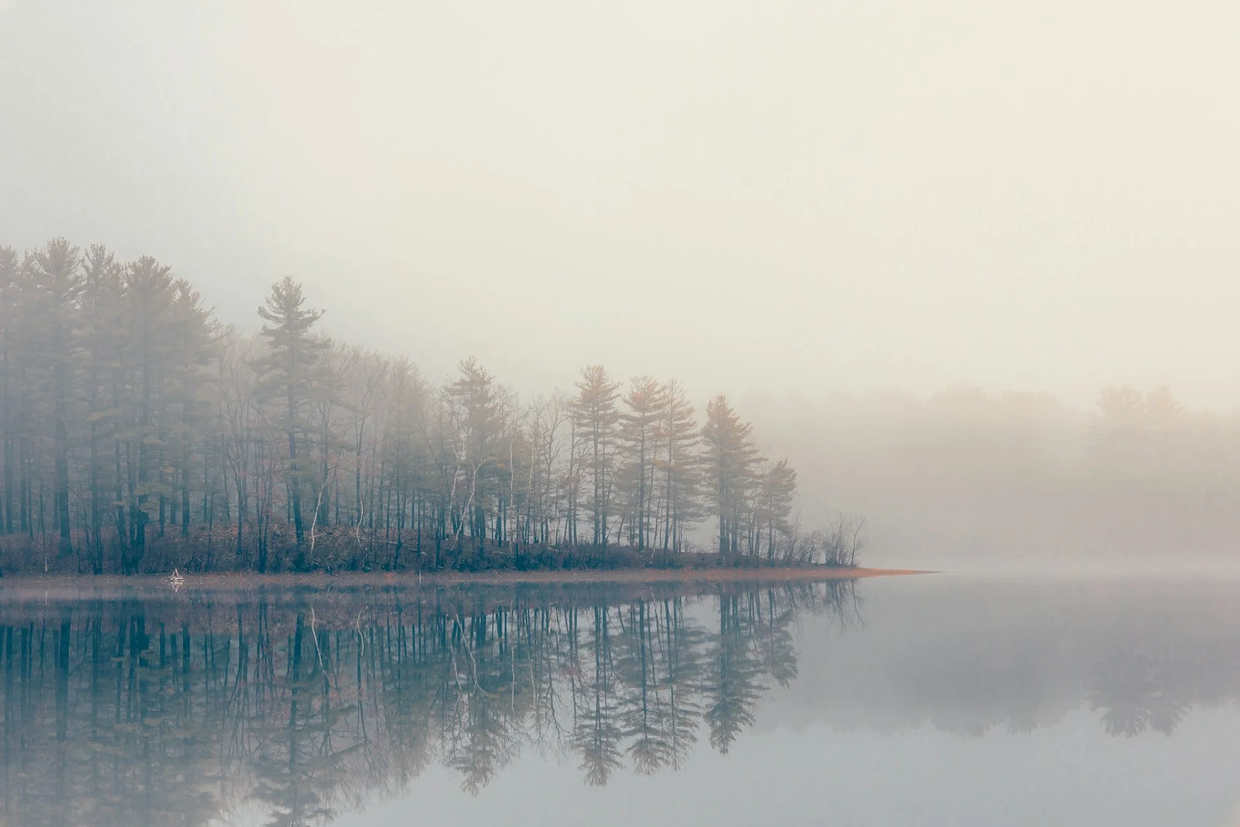 A forest and its reflection connected by still water